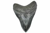 Serrated, Fossil Megalodon Tooth - South Carolina #362240-1